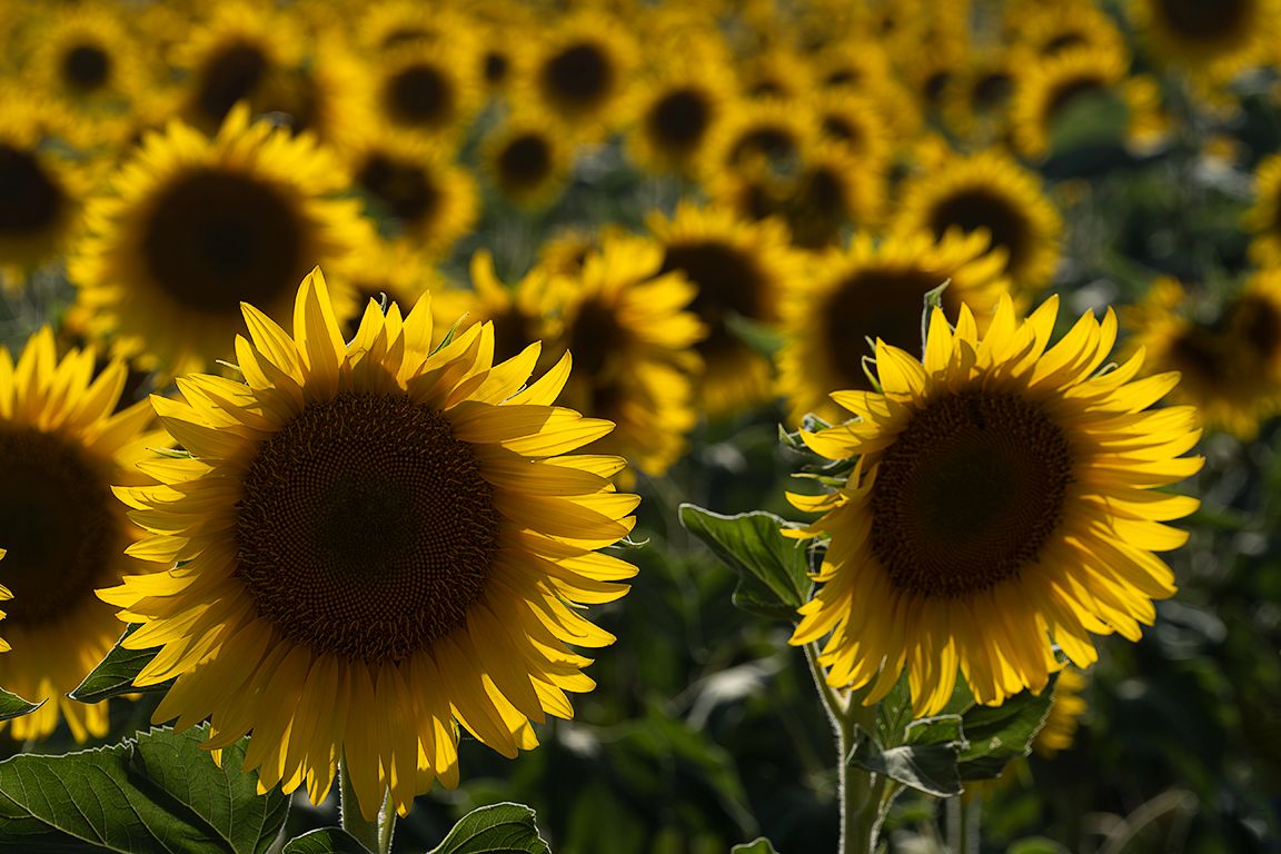 Girasoles