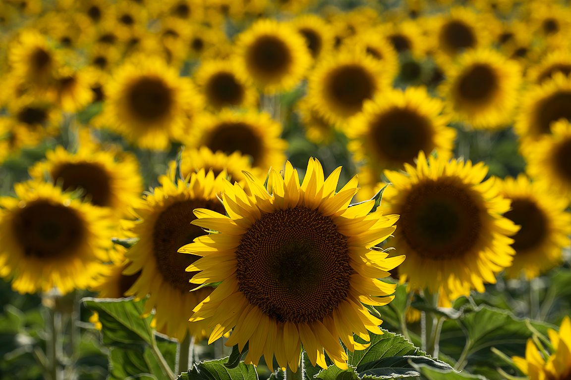 Girasoles