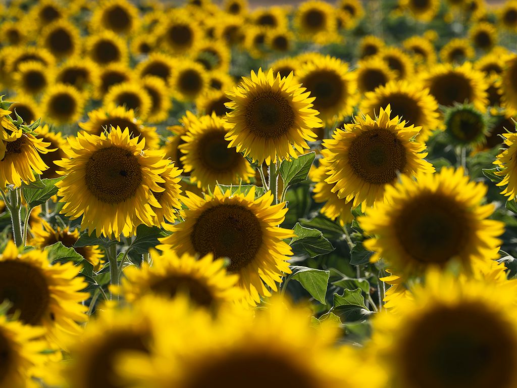 Girasoles