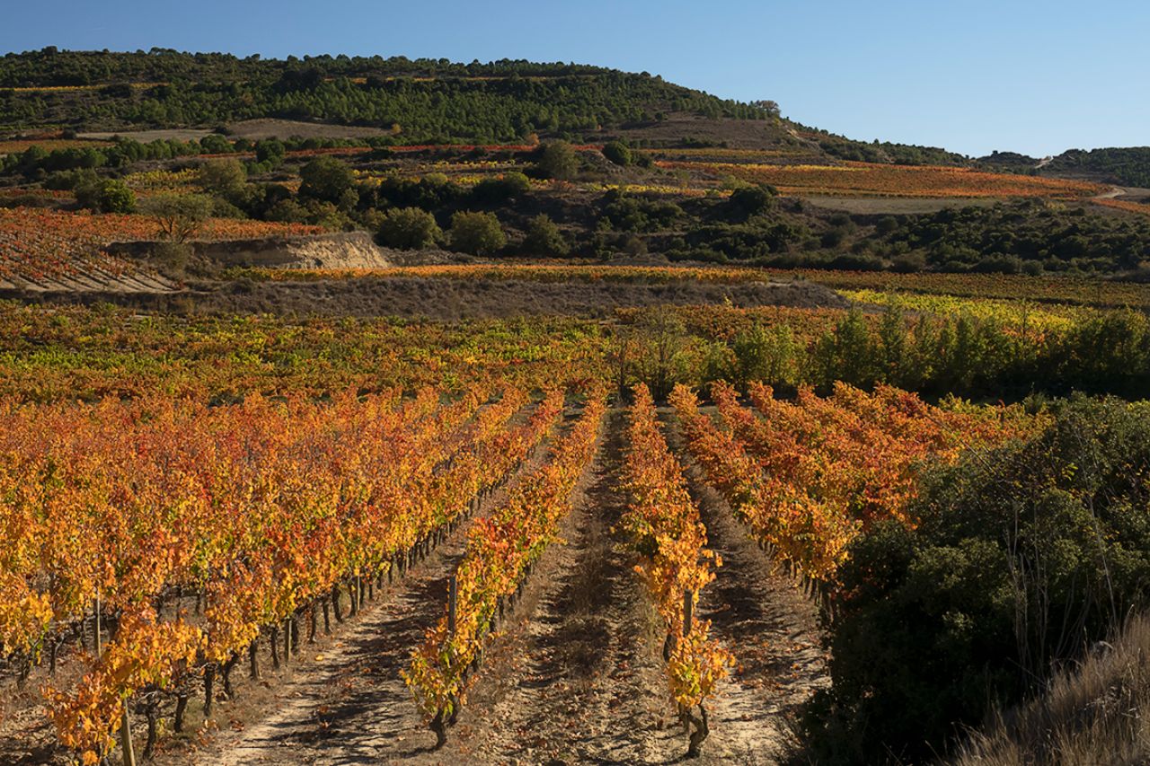 Las viñas en espaldera
