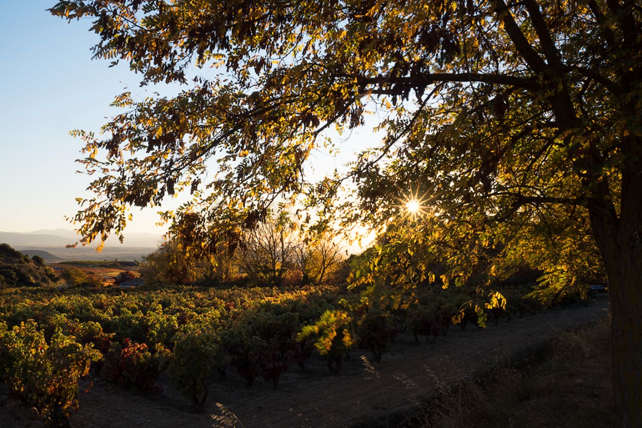 Últimas luces en la viña