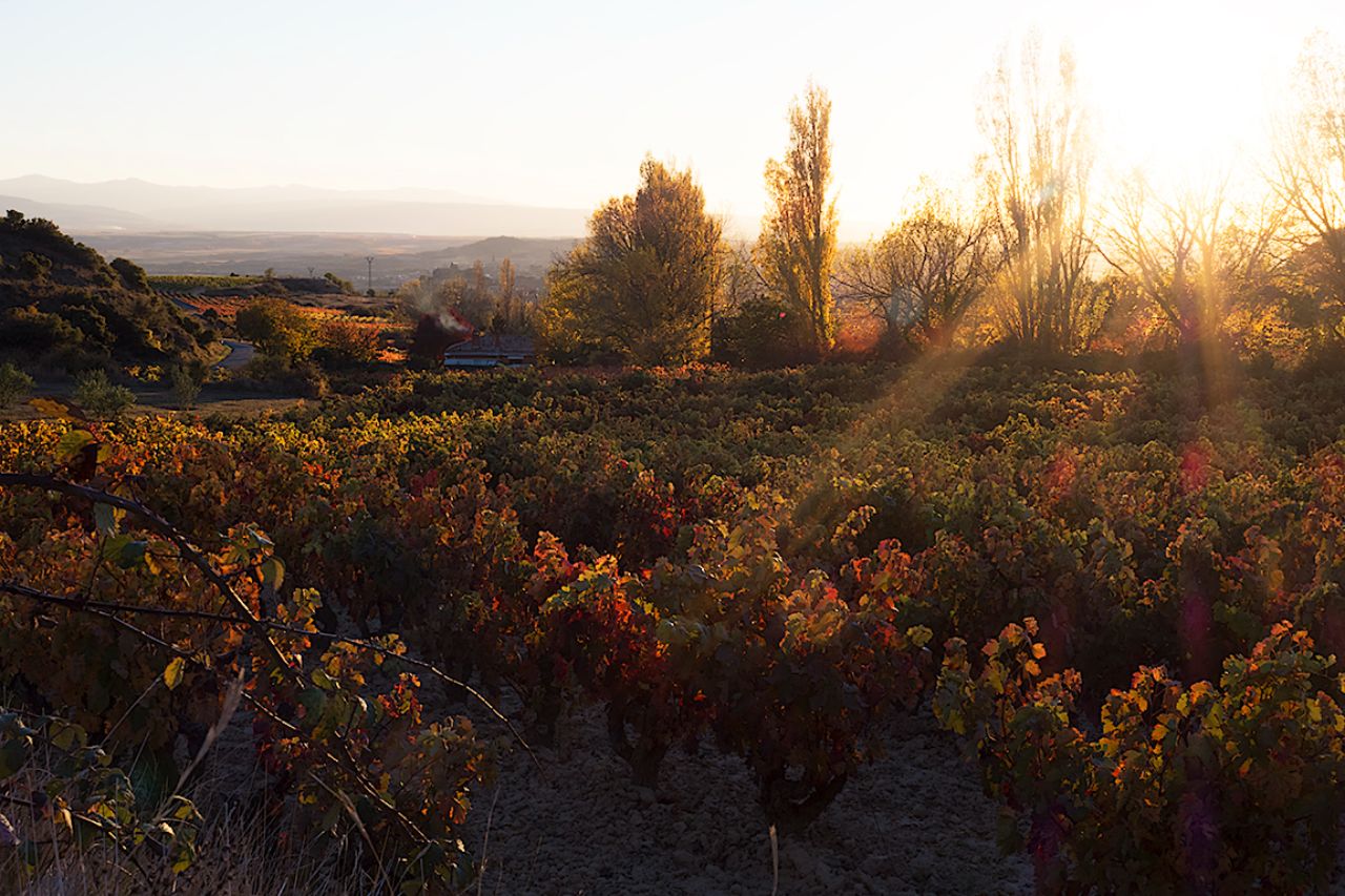 Últimas luces en la viña