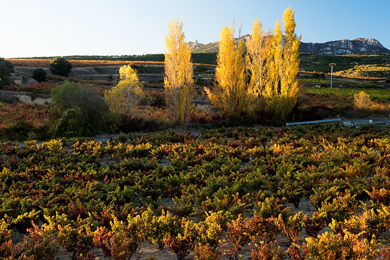 Últimas luces en la viña