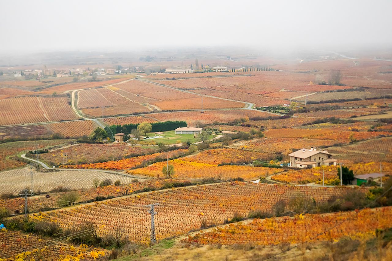 Campos repletos de vides
