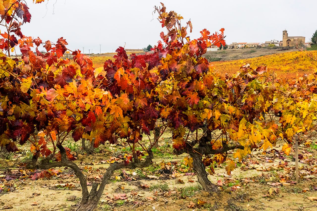 El otoño y sus colores