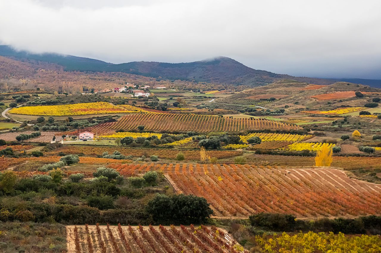 Campos de vides y color