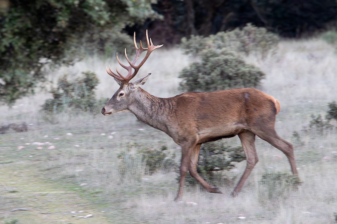 También hay algún ciervo