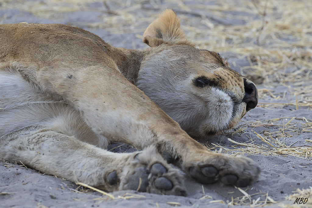 Aún no ha amanecido