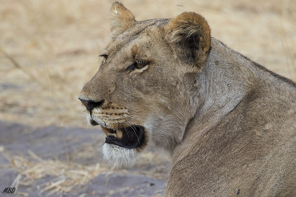 Últimos momentos de tranquilidad para la leona