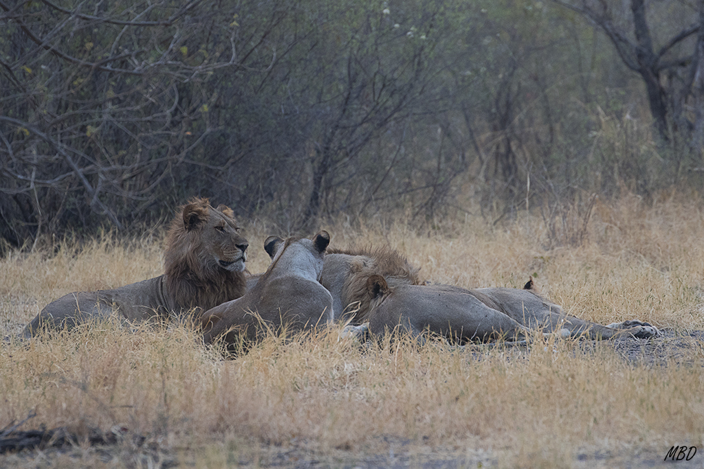 El resto de la familia descansa cerquita