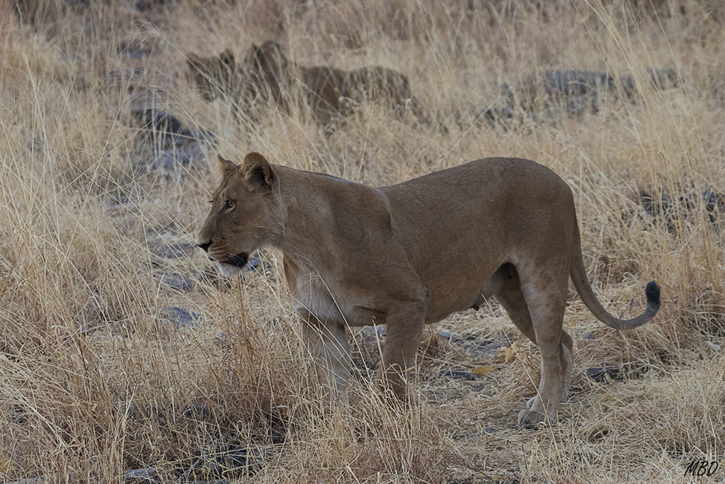 Leona y cachorros dan por comenzada la jornada
