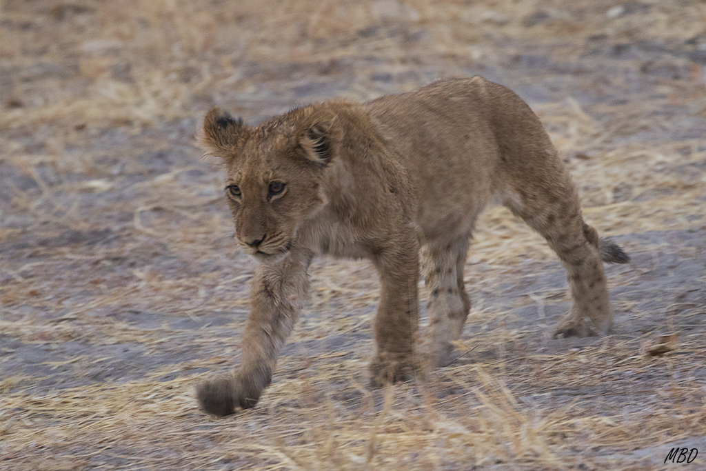 Todavía ojillos somnolientos…