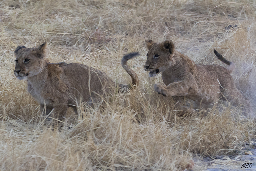 Auténtico aprendizaje para la caza