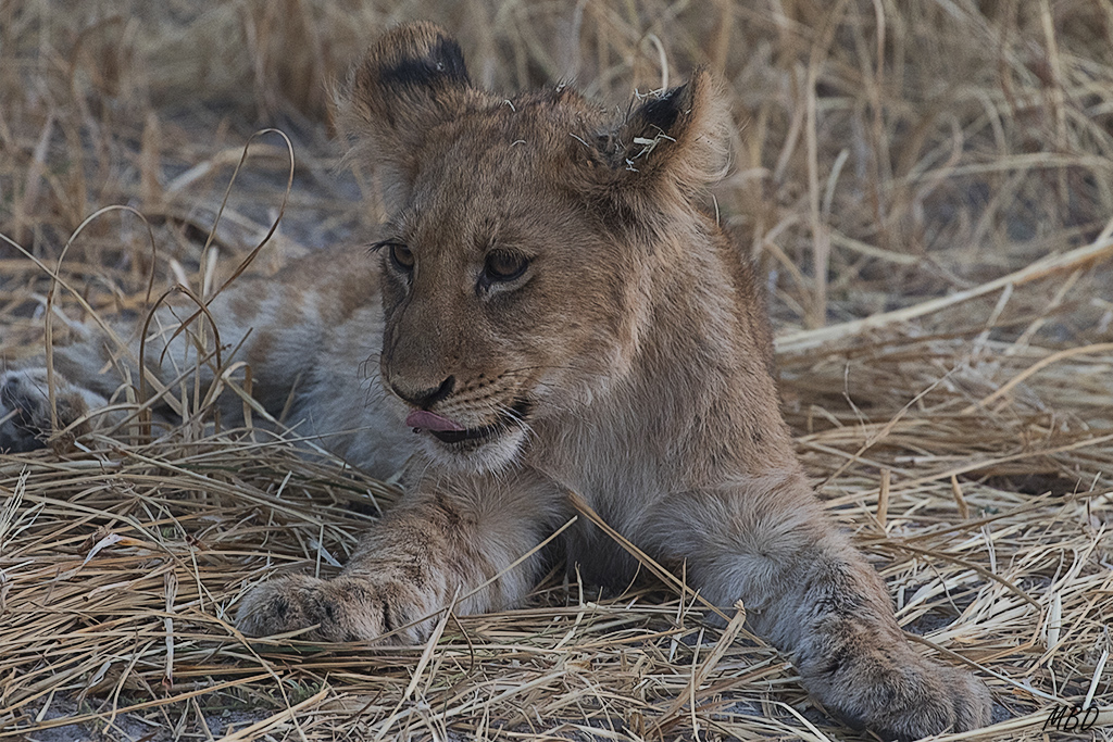 Seguidos de breves descansos