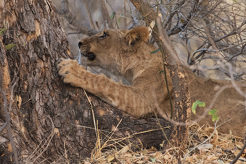 Hay que afilar las garras también