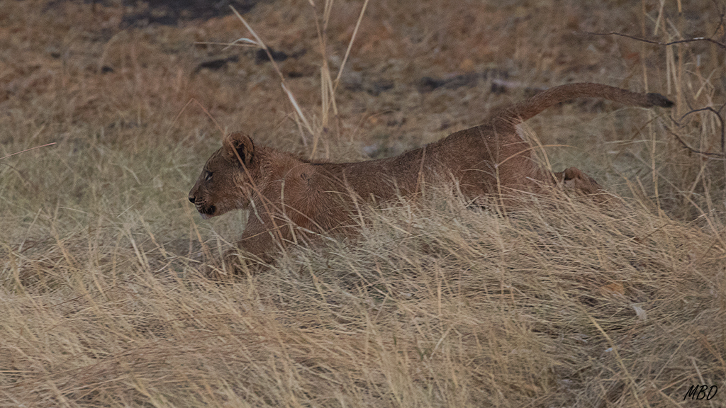 Y de nuevo los juegos y careras