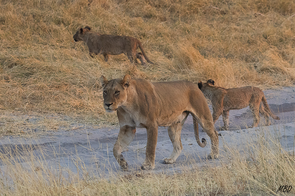 Leona y cachorros se ponen en marcha