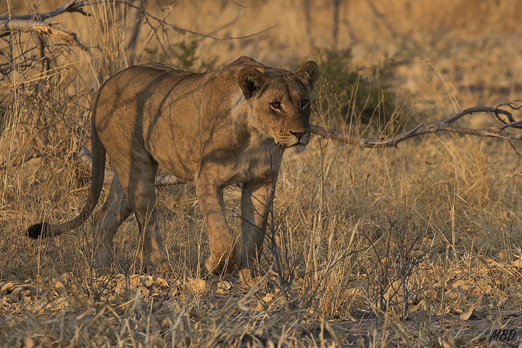 Ya se pone seria, hay que buscar caza