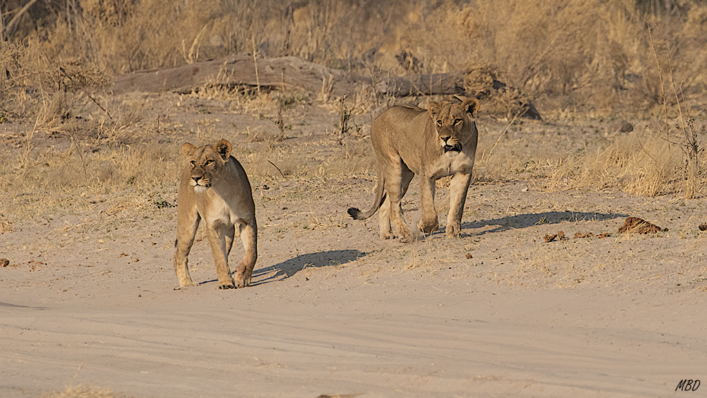Se camina en parejas, hembras primero