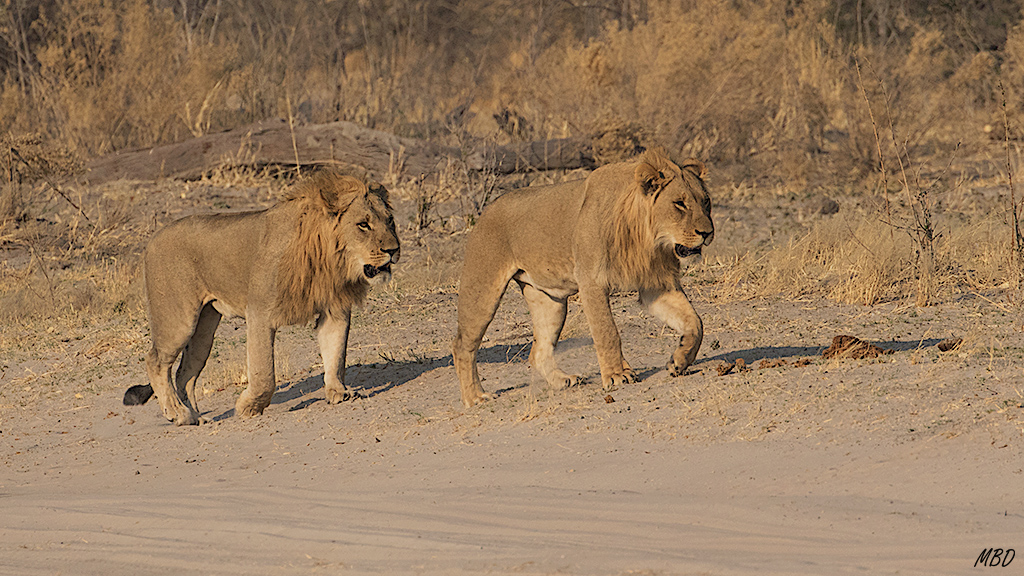 Machos jóvenes detrás