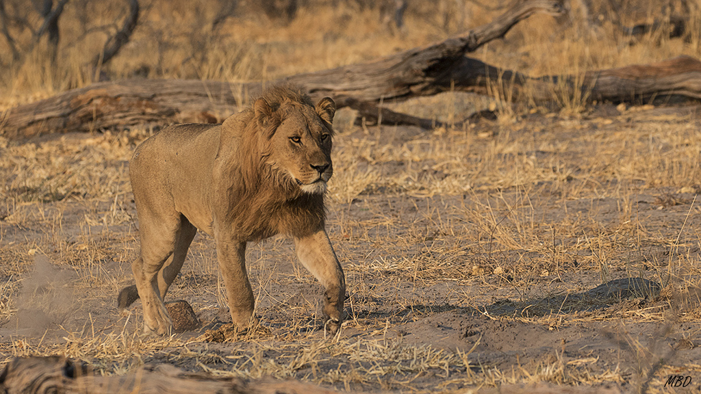 El mayor de los jóvenes cierra la marcha