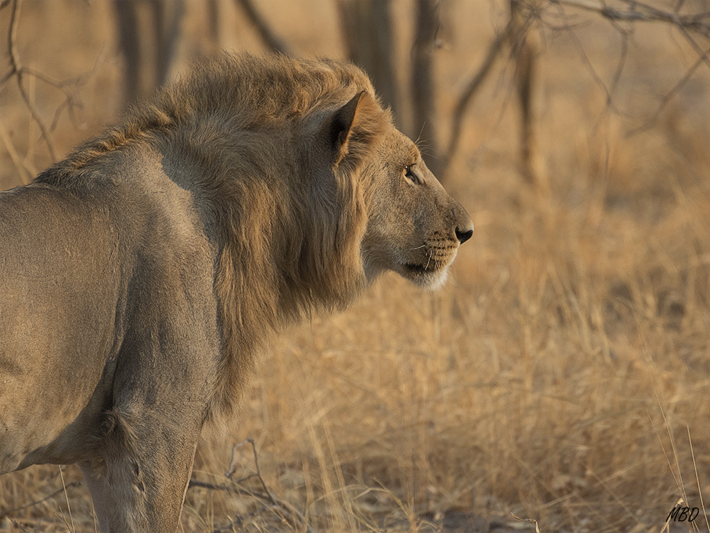 Su porte empieza a ser imponente