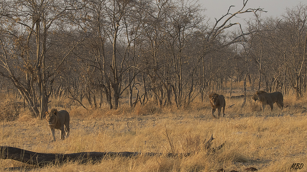 Los tres machos jóvenes cerrando el grupo