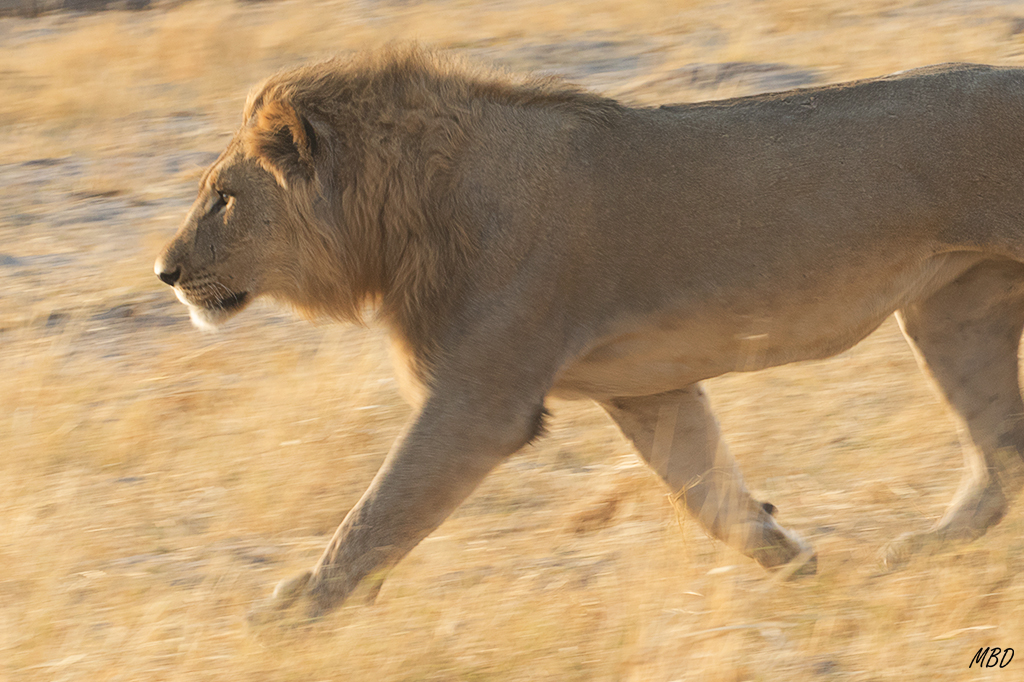Paso ligero, según se acercan a la poza