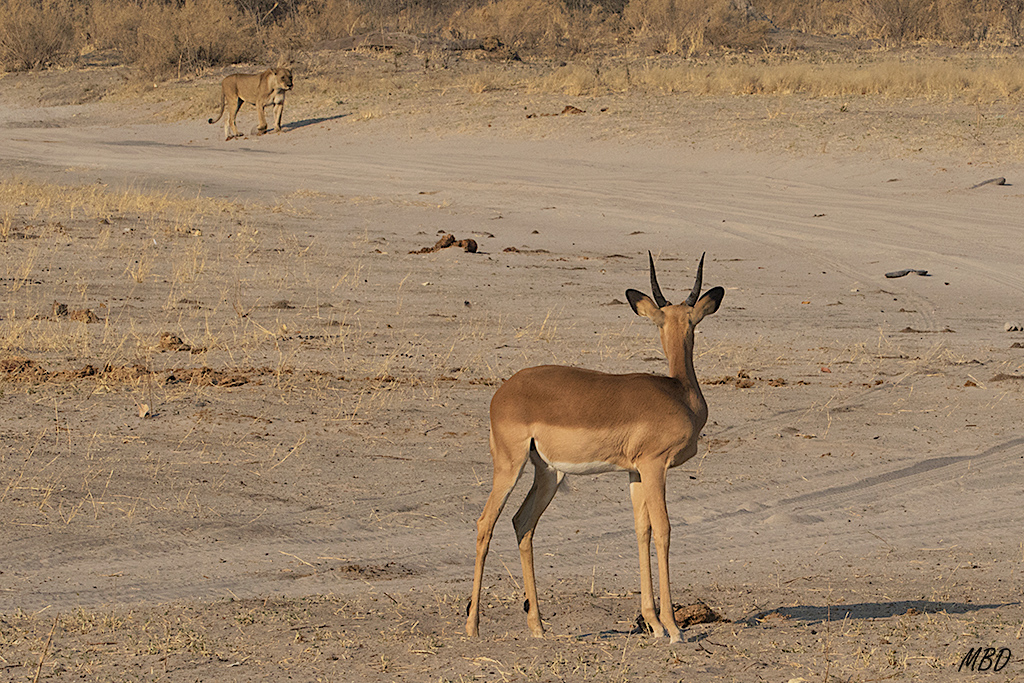 El impala los ve llegar…