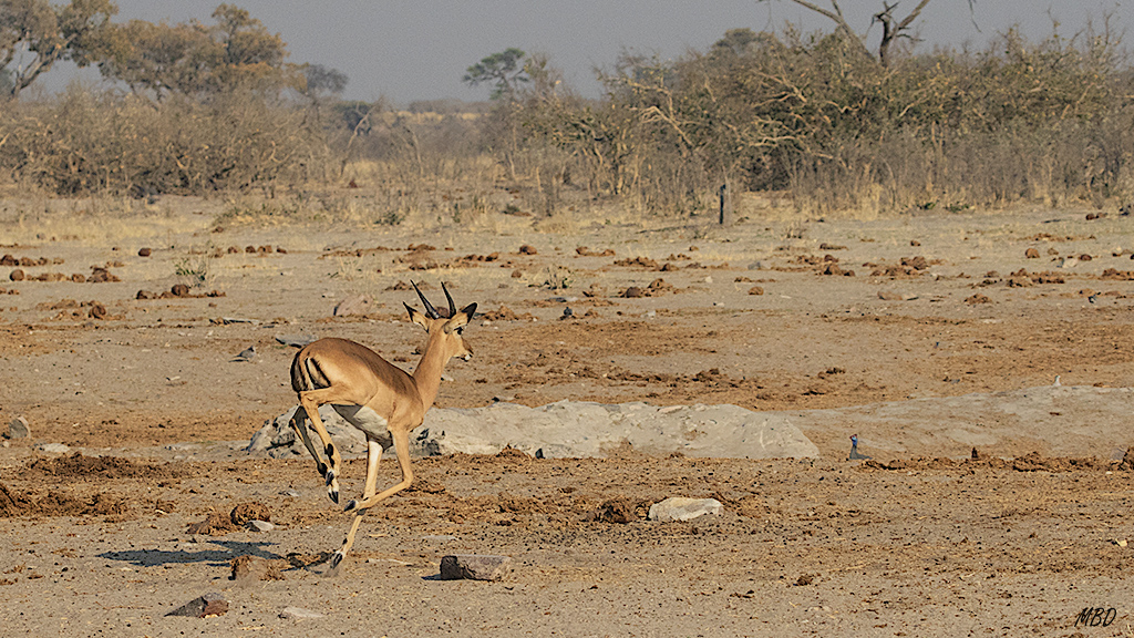 … y corre, alejándose preventivamente