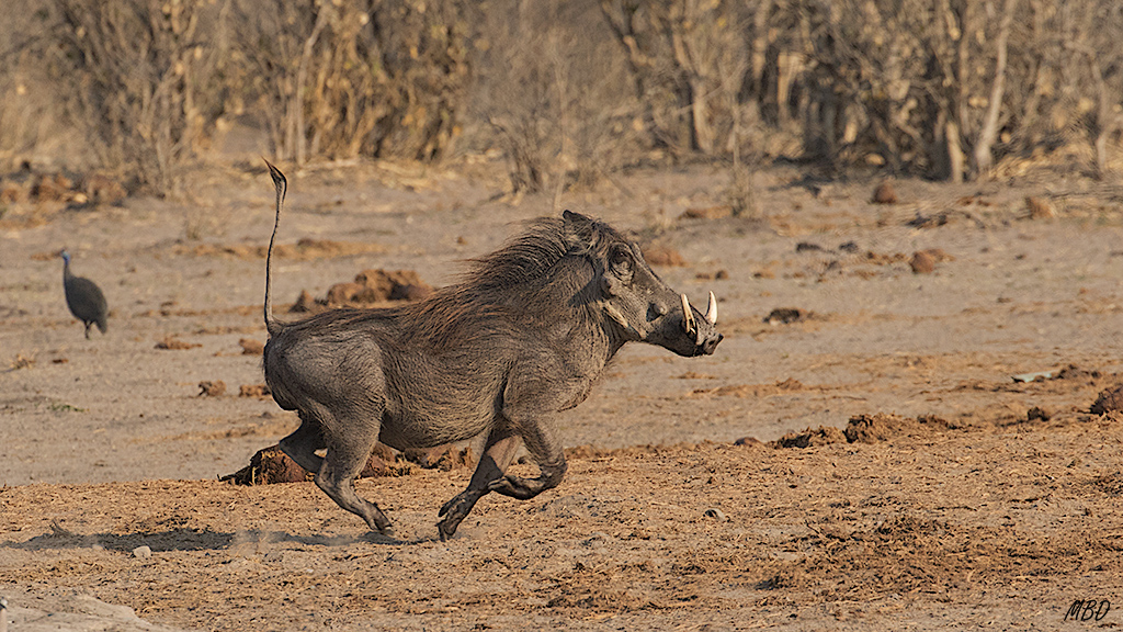Que también se da a la fuga