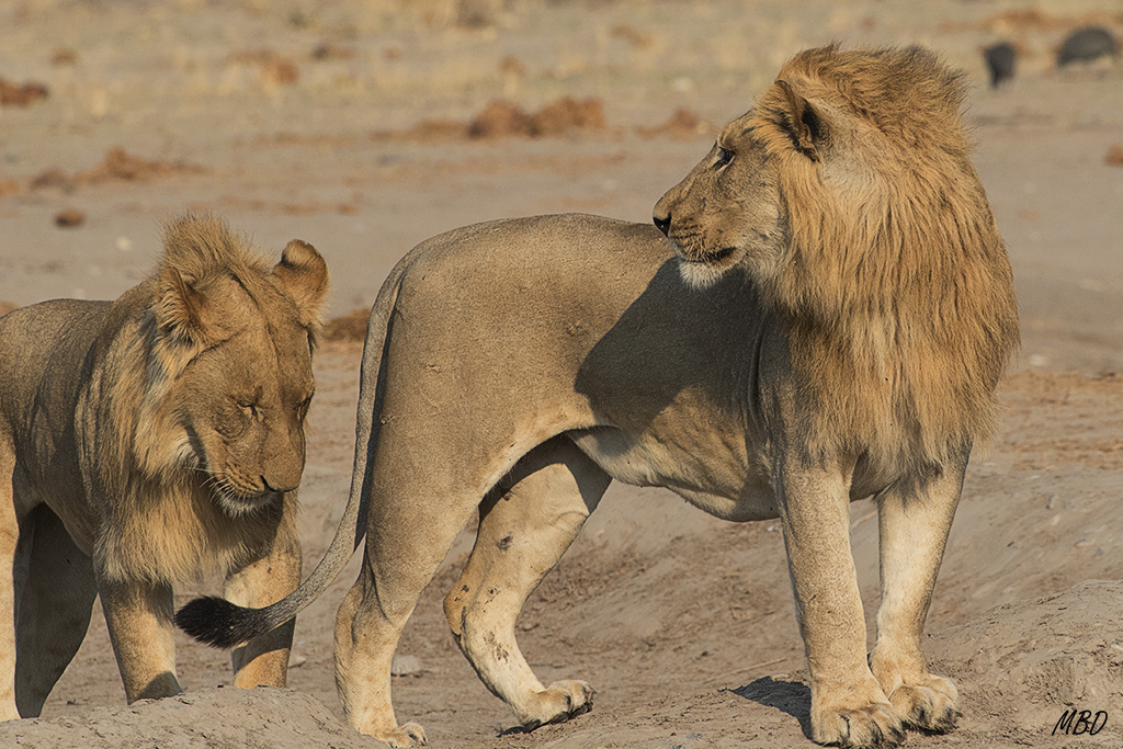 Se toman su tiempo, sin prisas