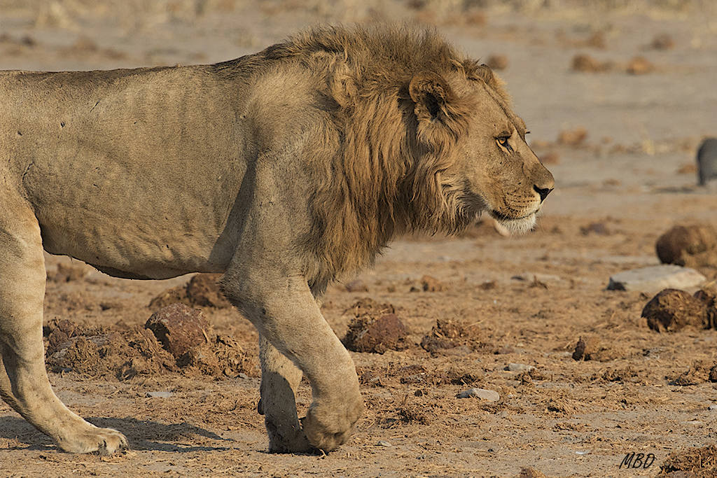 Y de nuevo en marcha