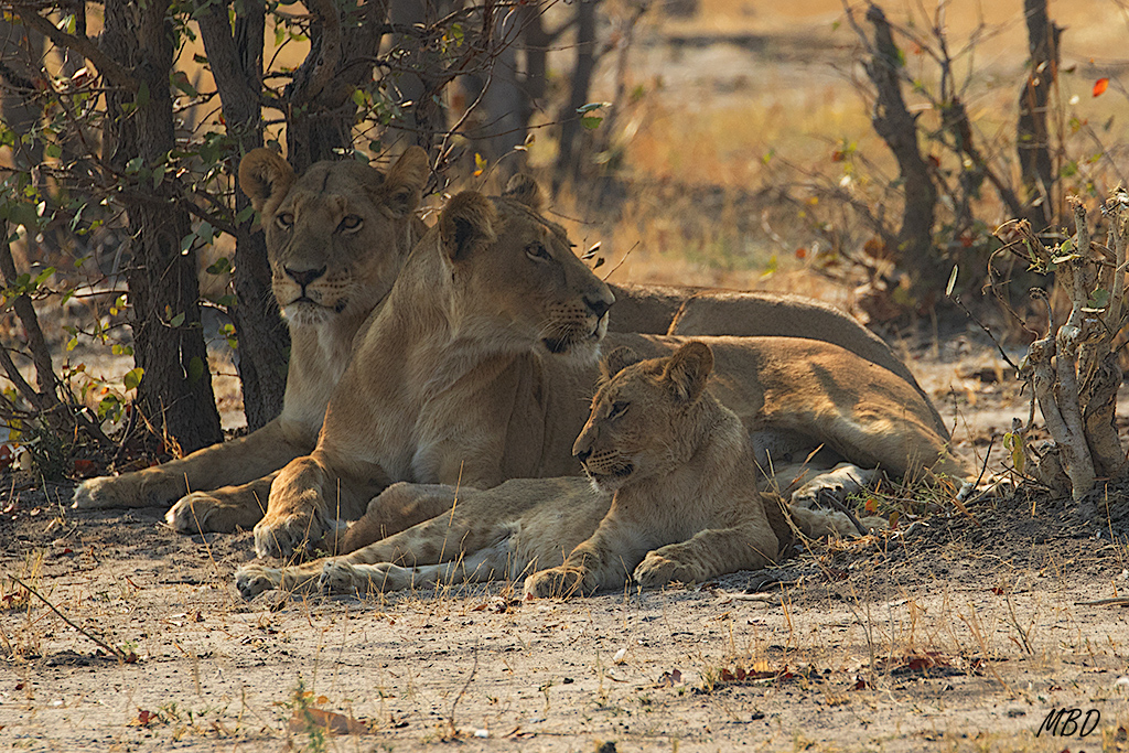 No todos van a participar esta vez