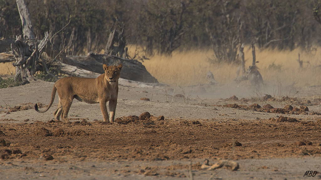 Mientras la presa se aleja levantando polvo