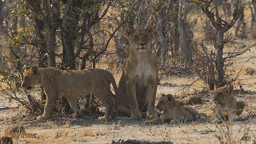 Los cachorros con su cuidadora siguen esperando