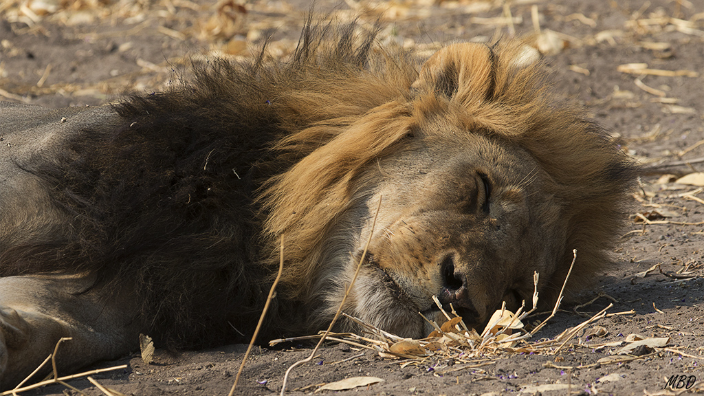 Suelen cazar al margen de las 3 familias que controlan en su territorio