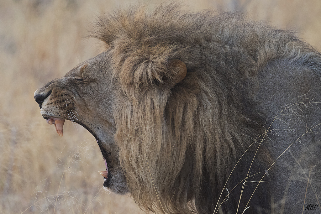 Sus notables armas sólo son requeridas ante presas de embergadura