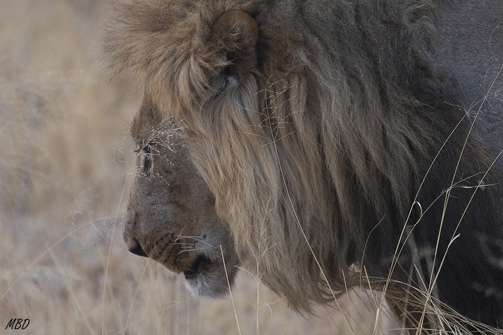 Mientras tanto, pasan al margen gran parte del tiempo