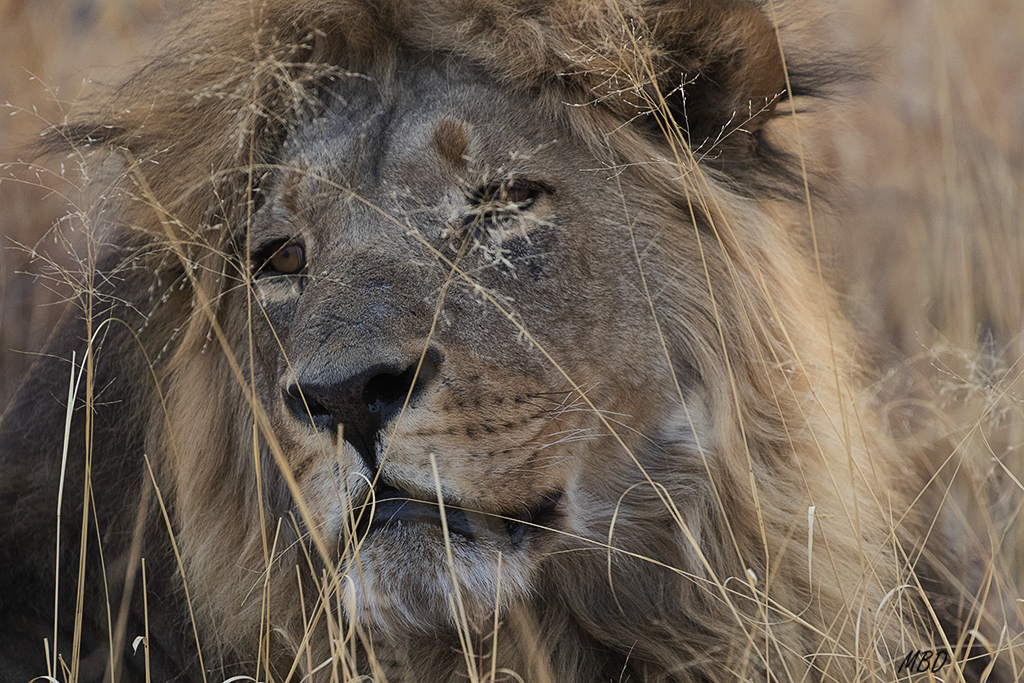 En su territorio hay tres familias de leones