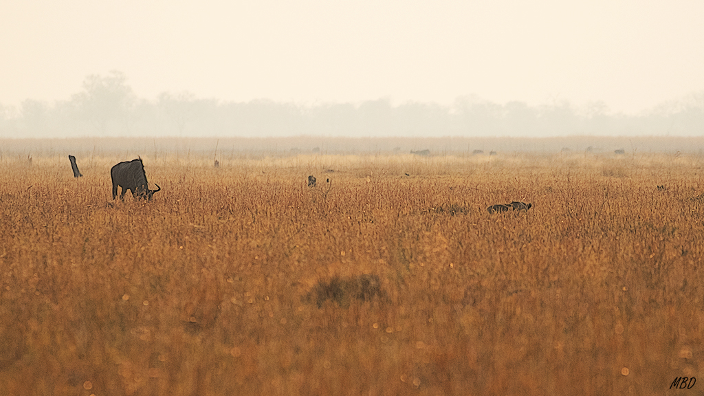 En este caso con una estratégica emboscada