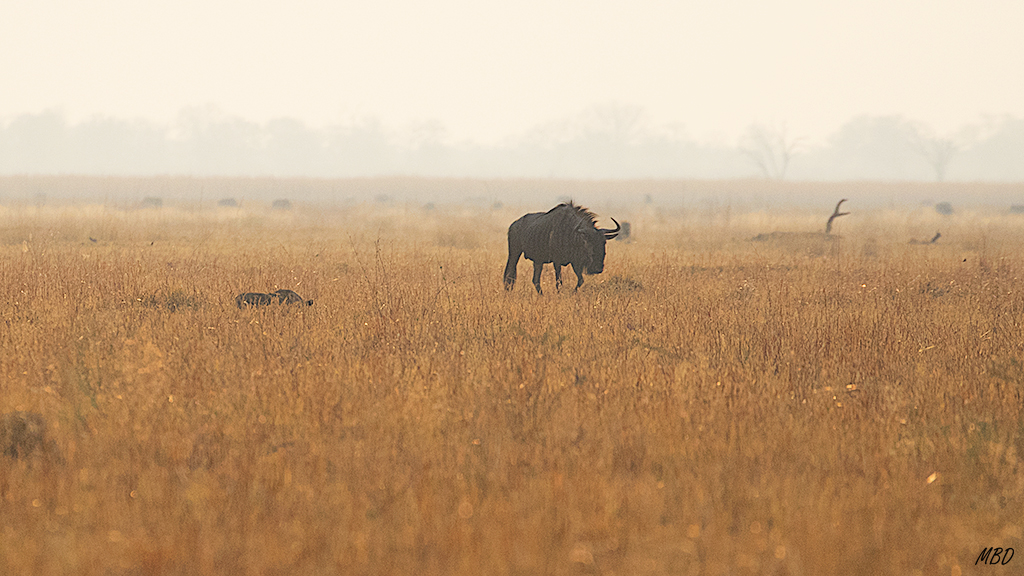 ... hacia el resto de leonas, también escondidas.