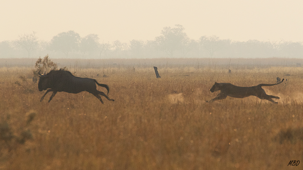 Apenas 5 metros separan al ñú de un destino fatal y a la leona de su premio