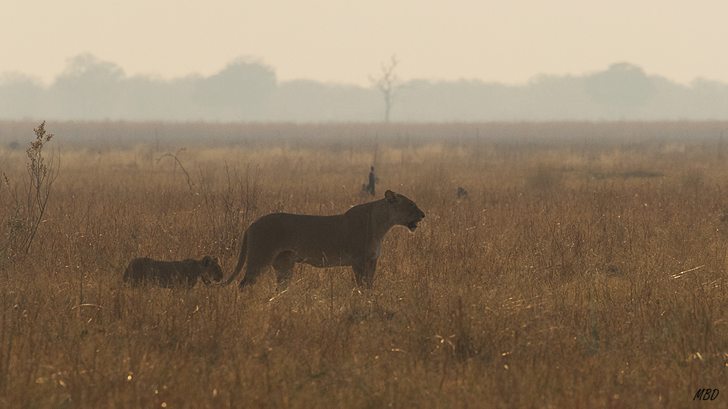 El ñú se ha salvado.