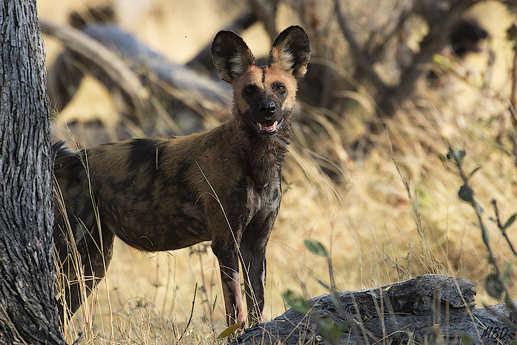 que pende sobre ellos en toda África