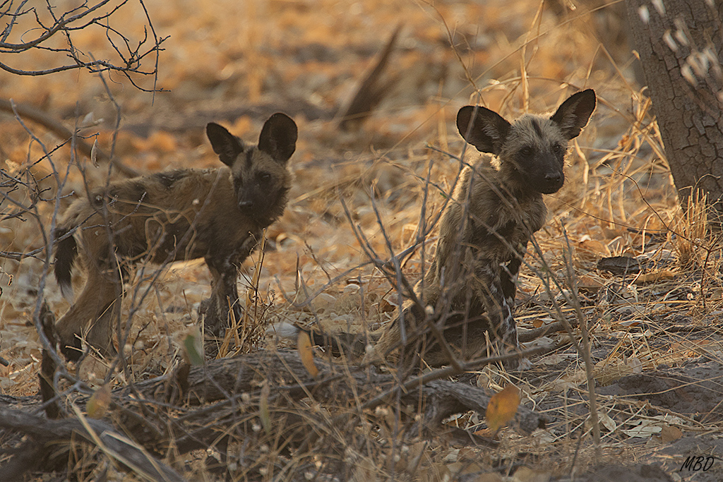 El sol baja en el horizonte. Los cachorros se activan.