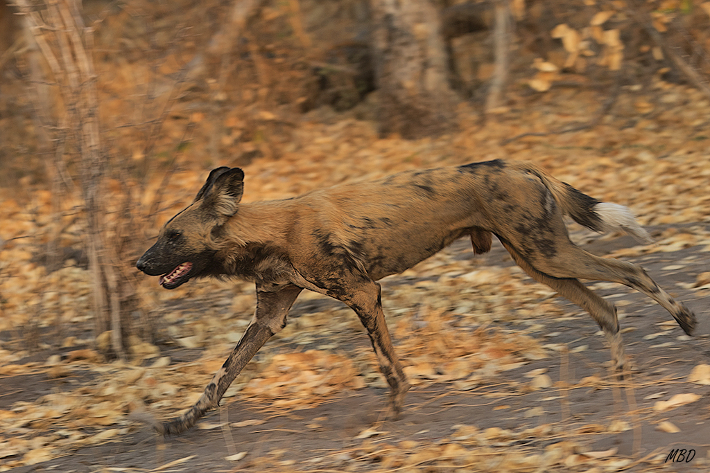 Se producen encuentros y carreas
