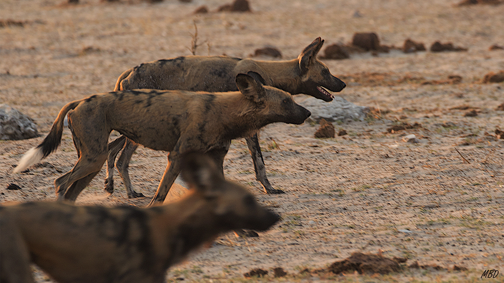 Lo primero es ir a la poza a beber