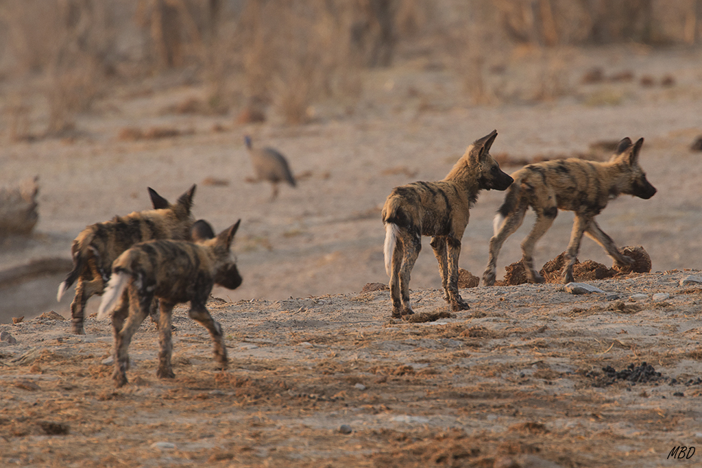 Los cachorros cierran la marcha