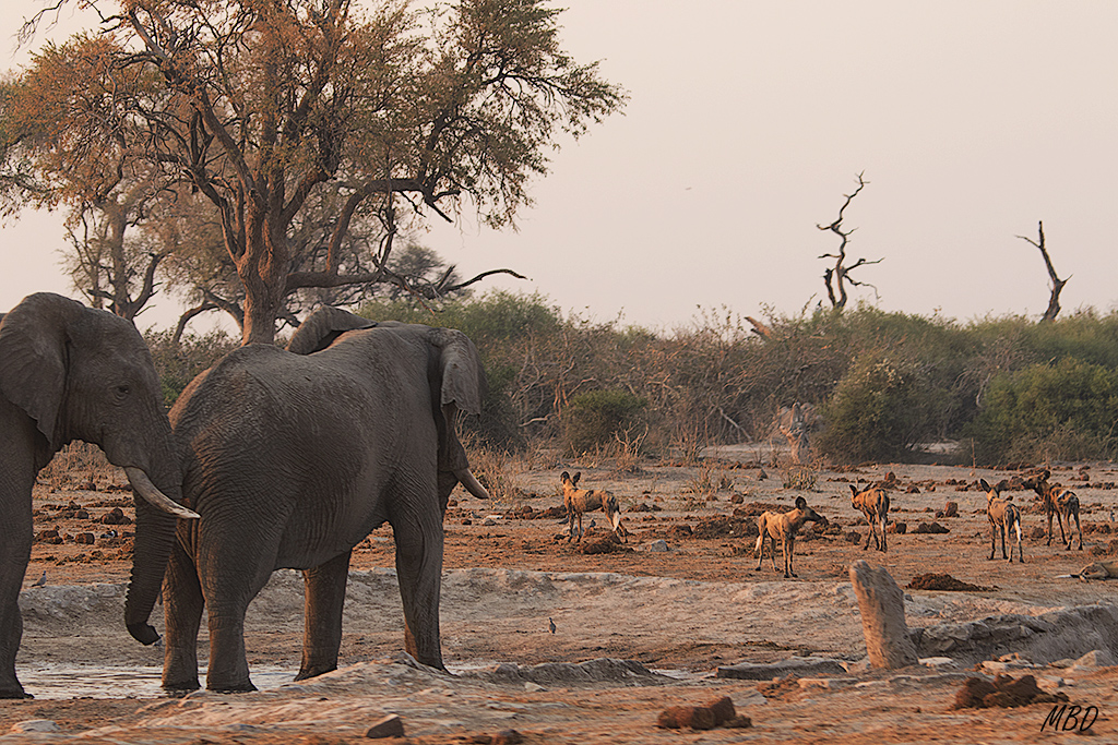 A los elefantes no les gusta compartir la poza